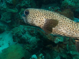 Porcupinefish IMG 6044